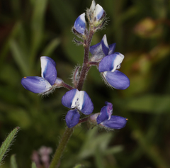 Lupinus nanus