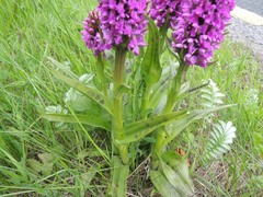Dactylorhiza kerryensis