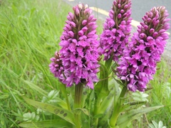 Dactylorhiza kerryensis