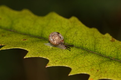 Phenacohelix ponsonbyi