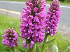 Dactylorhiza kerryensis