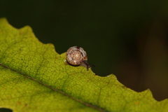 Phenacohelix ponsonbyi