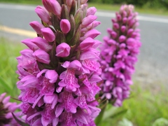 Dactylorhiza kerryensis