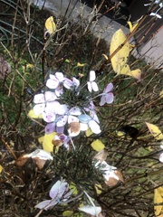 Hydrangea
