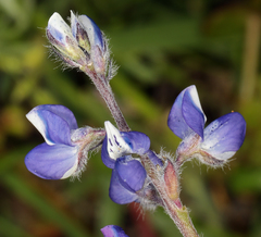 Lupinus nanus