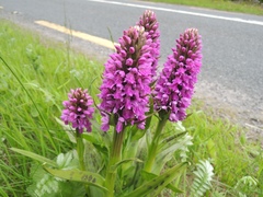 Dactylorhiza kerryensis