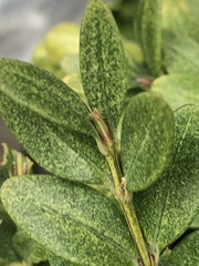 Eurytetranychus buxi