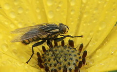 Oxysarcodexia varia