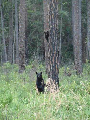American Black Bear photographed in Georgia