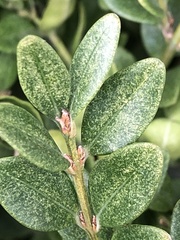 Eurytetranychus buxi