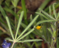 Lupinus nanus