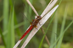Rhodothemis lieftincki