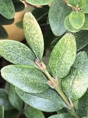 Eurytetranychus buxi