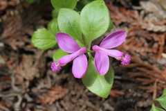 Polygaloides paucifolia