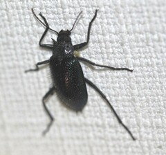 Cyphaleus quadrispinosus