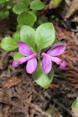 Polygaloides paucifolia