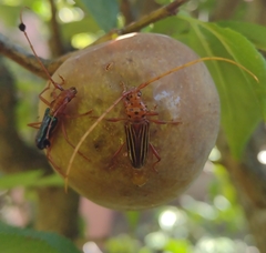Chydarteres striatus