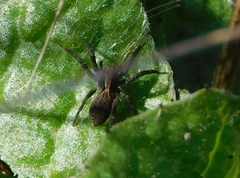Alopecosa albofasciata