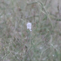 Boerhavia xantii