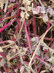 Tidestromia lanuginosa