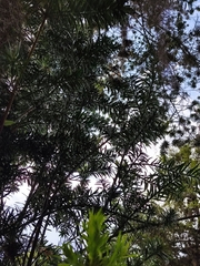 Podocarpus
