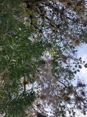Podocarpus