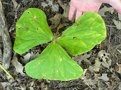 Trillium erectum