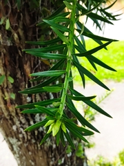 Podocarpus
