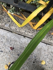 Ophiomyia kwansonis