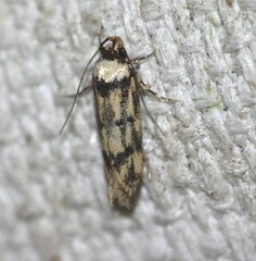 Sphyrelata nefanda