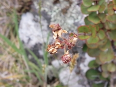 Veronica lavaudiana