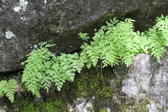 Cryptogramma stelleri