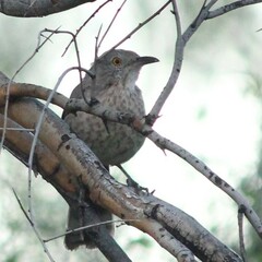 Toxostoma bendirei