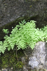 Cryptogramma stelleri