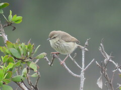 Prinia maculosa