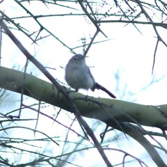 Polioptila