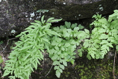 Cryptogramma stelleri