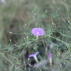Ipomoea ternifolia leptotoma