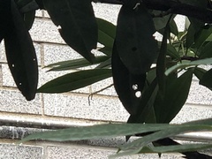 Wilsonomyces carpophilus