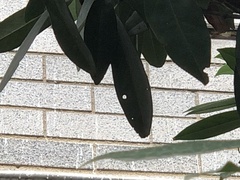 Wilsonomyces carpophilus