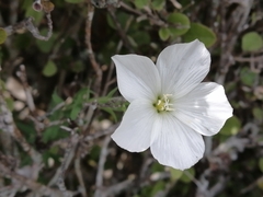 Linum monogynum