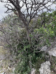 Fraxinus greggii