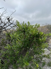 Fraxinus greggii