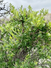 Fraxinus greggii