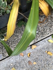 Ophiomyia kwansonis