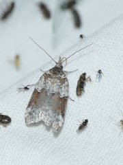 Nycteola