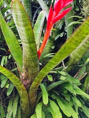 Aechmea nudicaulis