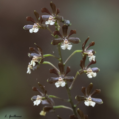 Prosthechea michuacana