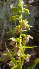 Epipactis helleborine tremolsii