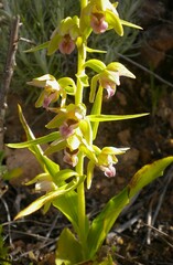 Epipactis helleborine tremolsii